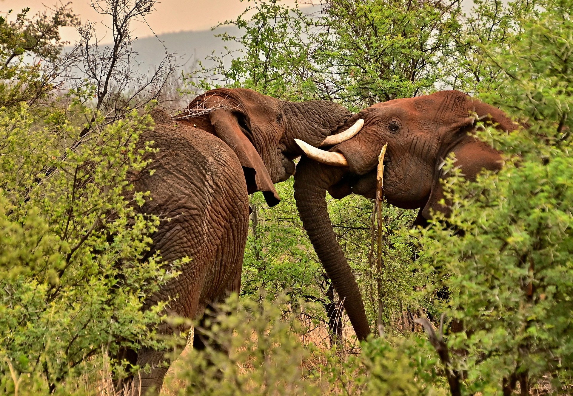 Safari vehicle in Mikumi National Park